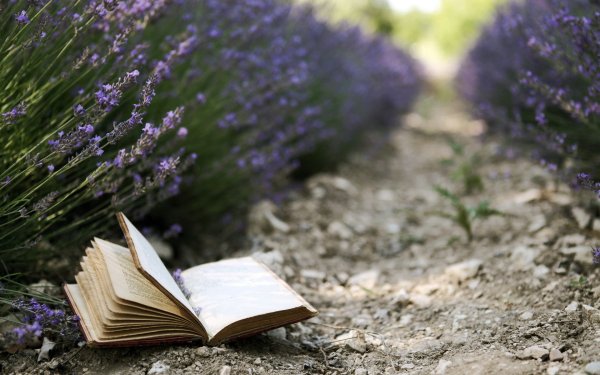 Книга на траве