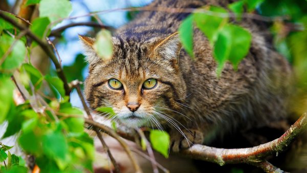 Европейский Лесной кот камышовый
