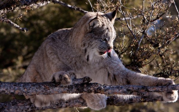 Рысь (Lynx Lynx) в дикой природе