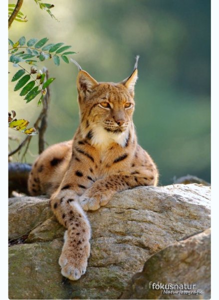 Рысь (Lynx Lynx) в дикой природе