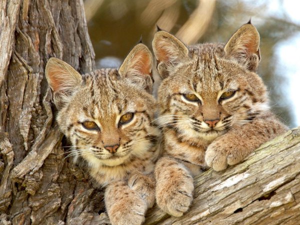 Милые Дикие кошки