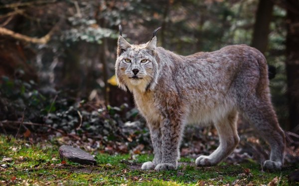 Lynx issiodorensis