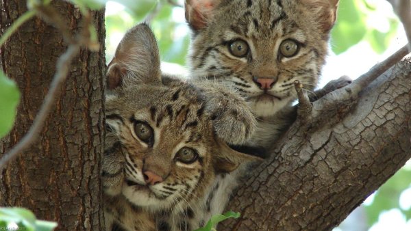 Дикая кошка на дереве