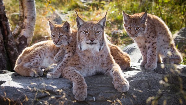 Китайская кошка Гобийская серая кошка