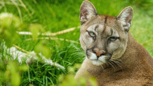 Рысь (Lynx Lynx) в дикой природе