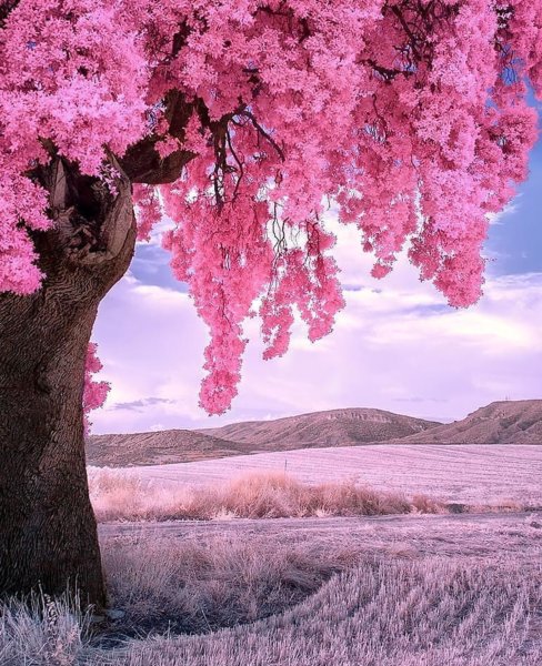 Розовая природа