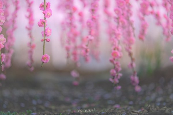 Розовая природа