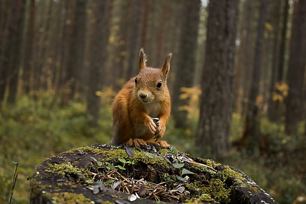 Лес с животными