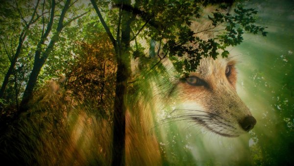 Природа и животные