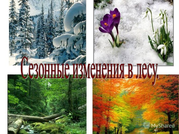 Лето признаки лета