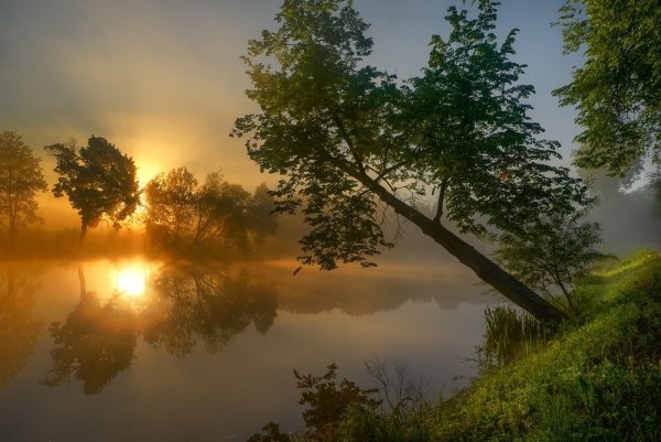 Пейзаж с одуванчиками