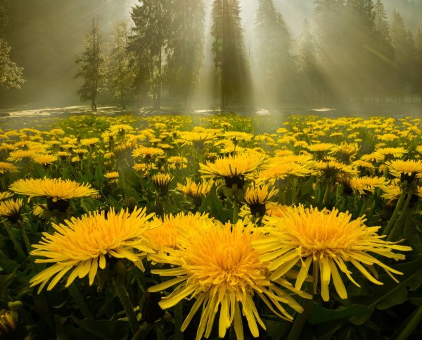 Удачного дня природа