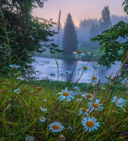 Красивые пейзажи с ромашками