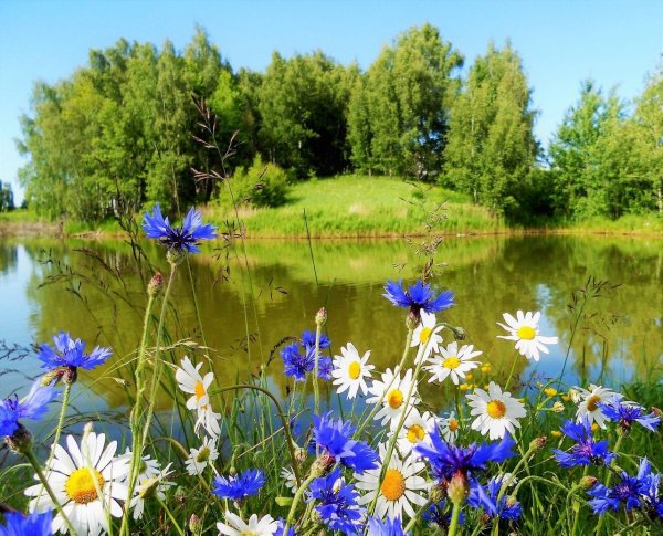 Поляна ромашек