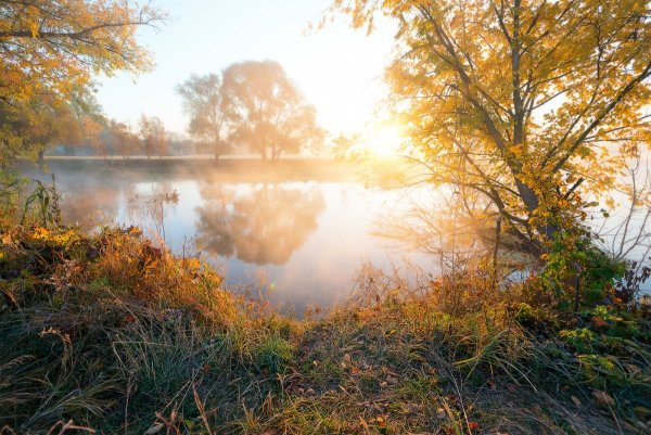 Летняя природа
