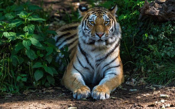 Ягуар дикий (Jaguar Wild)