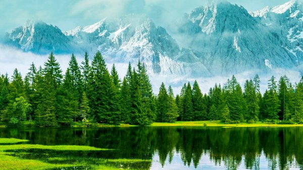 Хвойный лес Северной Америки