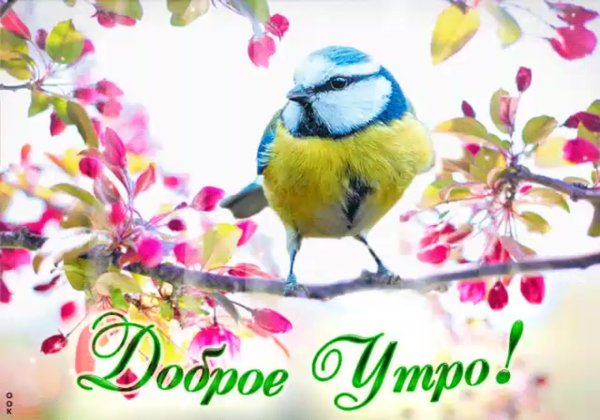 Чудесного весеннего дня