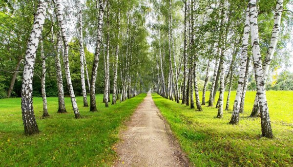 Березовая роща береза повислая