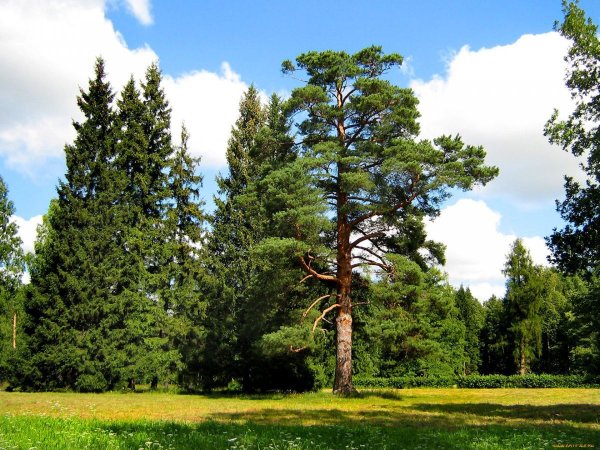 Сибирский Сосновый лес