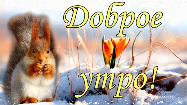 Пожелания с добрым утром с природой
