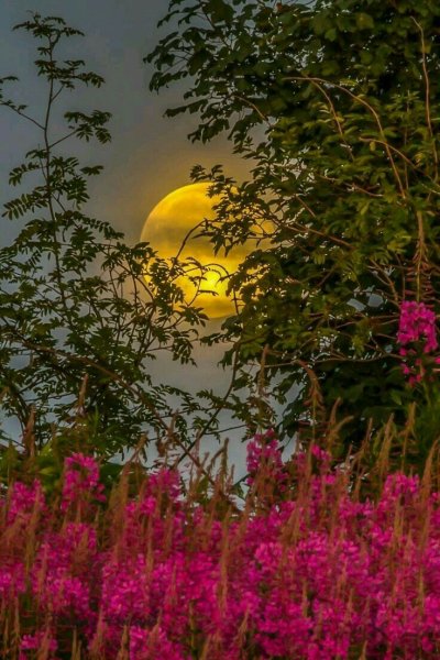 Добрый вечер природа