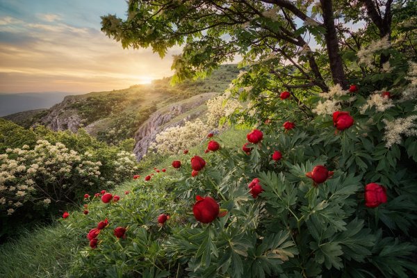 Дикие цветы горы в Крыму