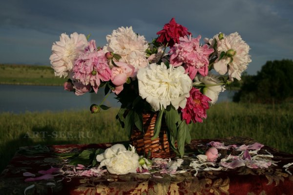 Пионы букет лето