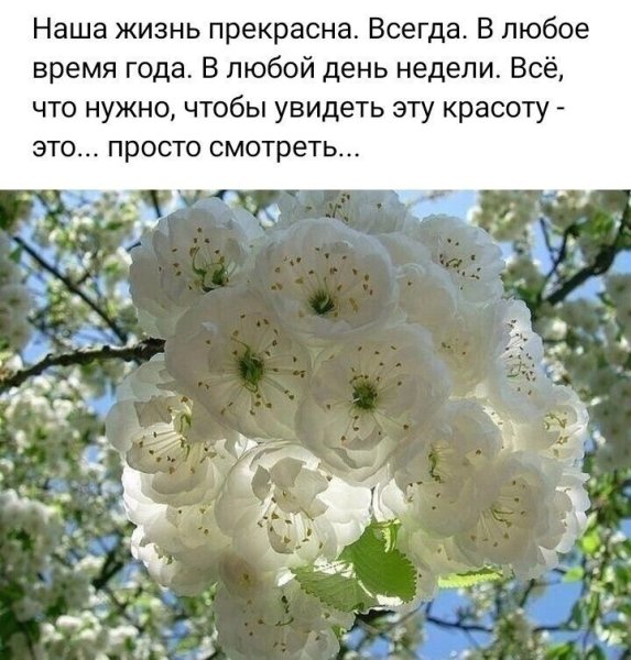Цветок спокойствия