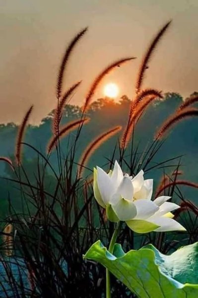 Природа лечит стихи