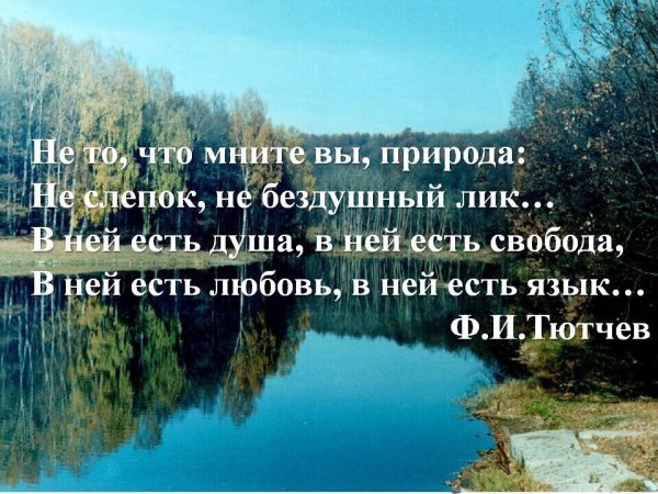 Поле с белыми цветами