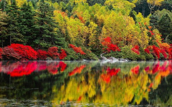 Красивая яркая природа