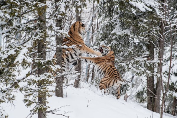 Закавказский тигр вымерший