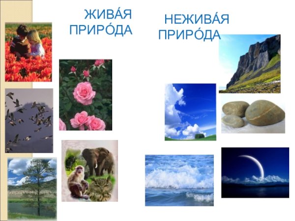 Живая и неживая природа