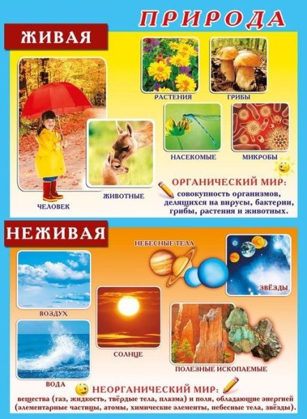 Живая и неживая природа для дошкольников