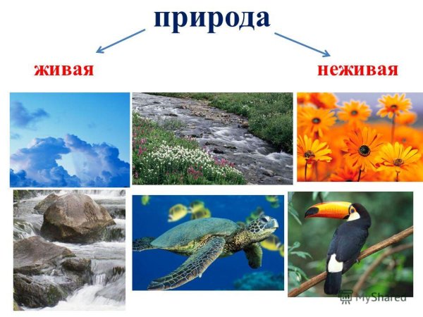 Живая и неживая природа