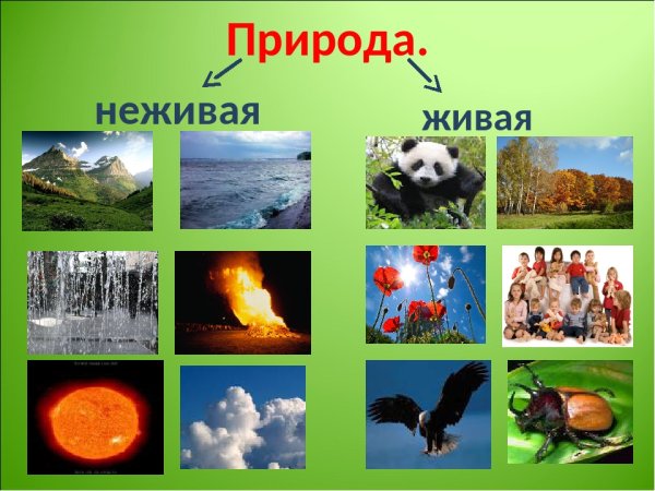Живые и неживые предметы