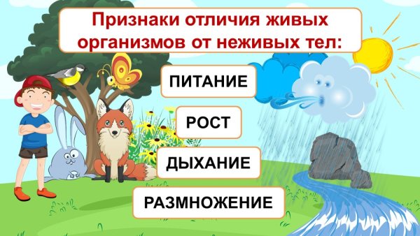 Живое неживое