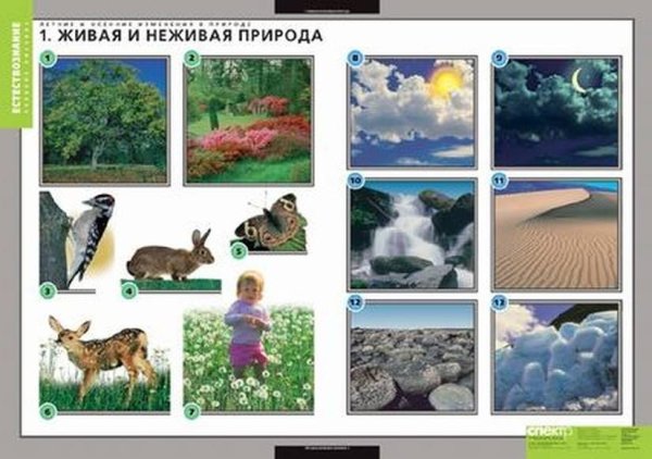 Плакат Живая и неживая природа осенью