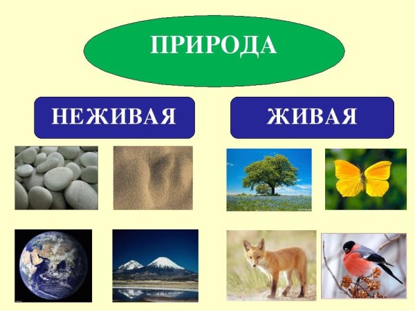 Живая и неживая природа в детском саду