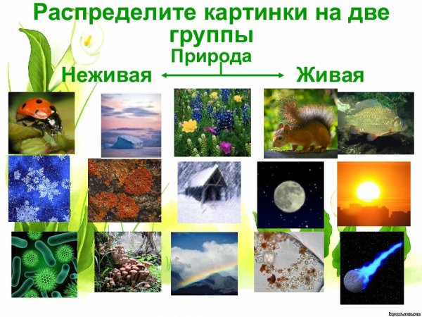 Объекты живой природы и неживой природы
