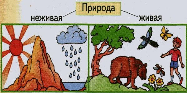 Живая и ее Живая природа