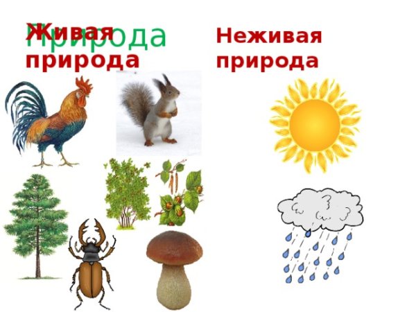 Живая не жмвая природа