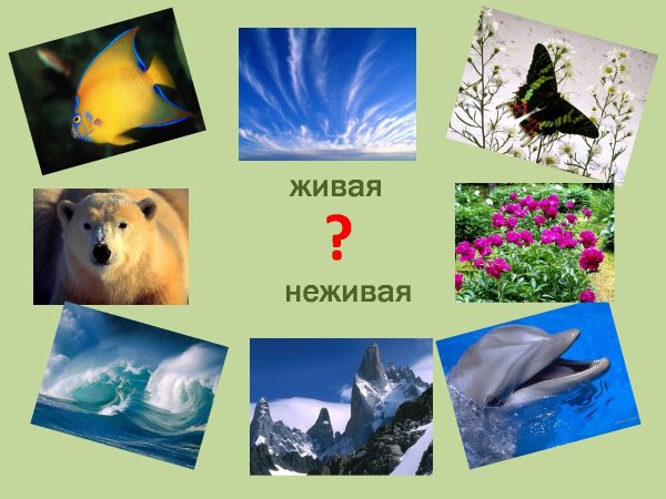 Живая и неживая природа