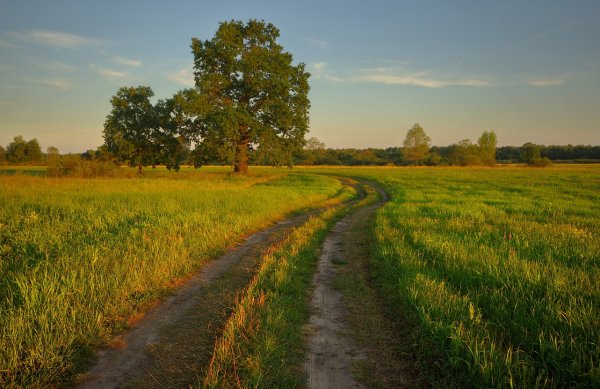 Лето июнь природа