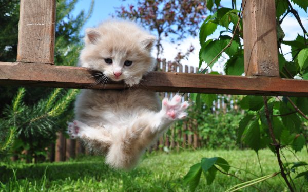 Милые котики