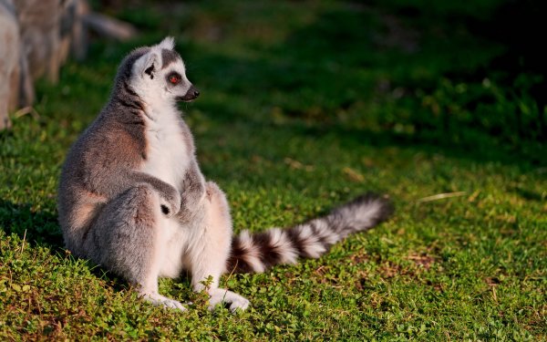 Кошачий лемур