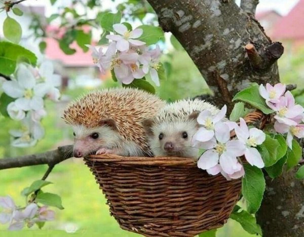 Позитивные животные