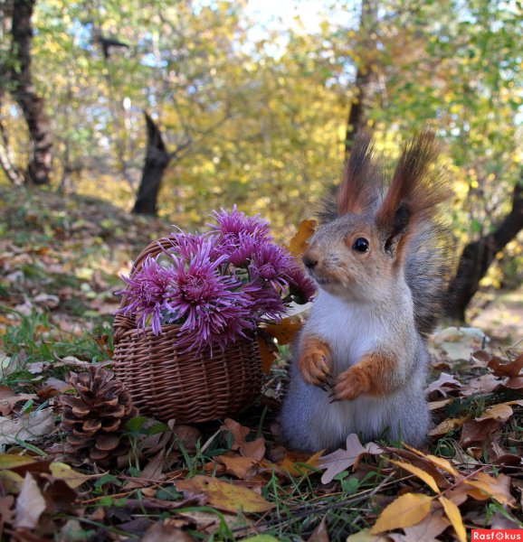 Лето природа животные