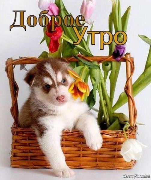 Доброе утро Ежик